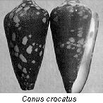C. crocatus